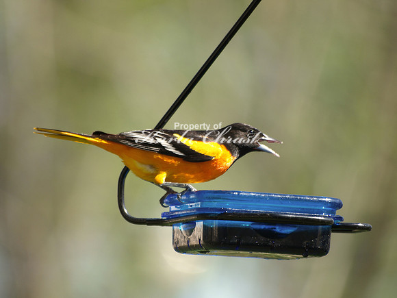 Baltimore Oriole 8 - May 15, 2011