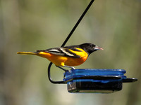 Baltimore Oriole 9 - May 15, 2011