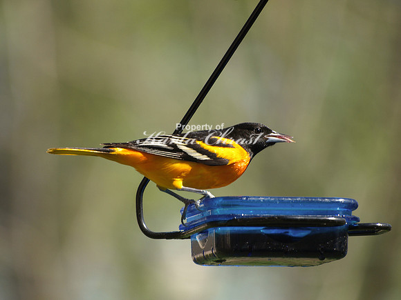Baltimore Oriole 9 - May 15, 2011