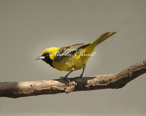 Orchard Oriole, First-year male - May 15, 2011
