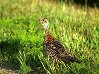 Ring-necked Pheasant, Female 1 - July 22, 2008
