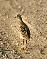 Ring-necked Pheasant, Juvenile - July 22, 2008