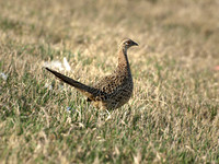 Ring-necked Pheasant, Female 2 - April 23, 2008