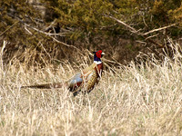 Ring-necked Pheasant, Male - April 23, 2008