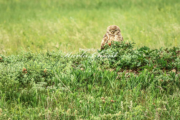 Burrowing Owl 2 - June 11, 2023 Wind Cave National Park South Dakota