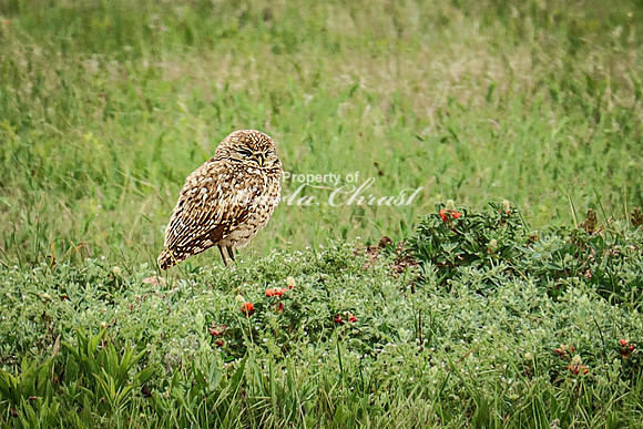 Burrowing Owl 6 - June 11, 2023 Wind Cave National Park South Dakota