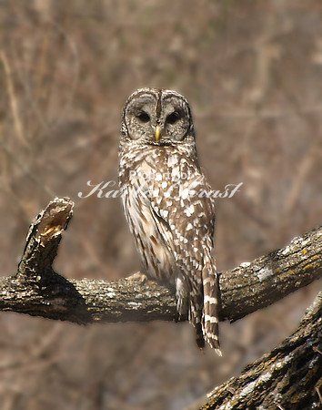 Barred Owl - April 22, 2009 Myre Big Island State Park