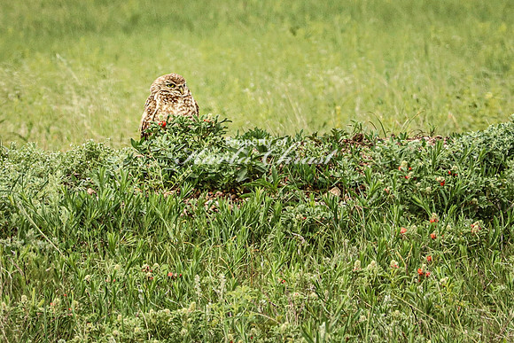 Burrowing Owl 4 - June 11, 2023 Wind Cave National Park South Dakota