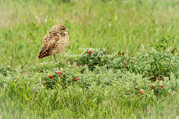 Burrowing Owl 10 - June 11, 2023 Wind Cave National Park South Dakota