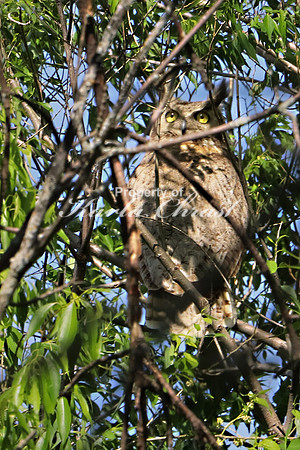 Great Horned Owl 1 - June 14, 2019 Tewaukon National Wildlife Refuge