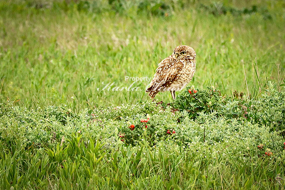 Burrowing Owl 11 - June 11, 2023 Wind Cave National Park South Dakota