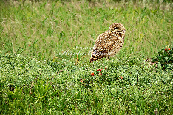 Burrowing Owl 7 - June 11, 2023 Wind Cave National Park South Dakota