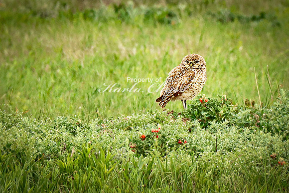 Burrowing Owl 12 - June 11, 2023 Wind Cave National Park South Dakota