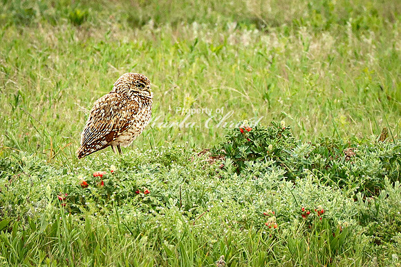 Burrowing Owl 9 - June 11, 2023 Wind Cave National Park South Dakota