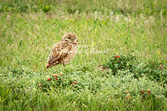 Burrowing Owl 8 - June 11, 2023 Wind Cave National Park South Dakota