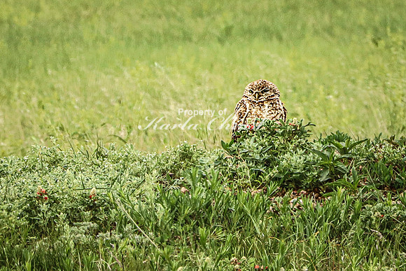 Burrowing Owl 5 - June 11, 2023 Wind Cave National Park South Dakota