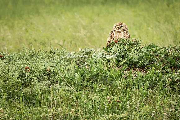 Burrowing Owl 1 - June 11, 2023 Wind Cave National Park South Dakota