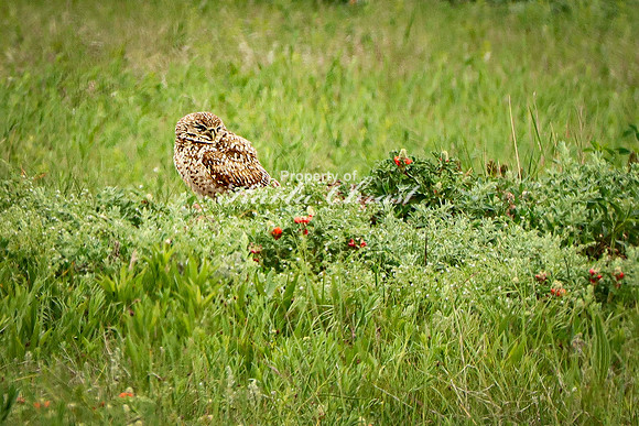 Burrowing Owl 13 - June 11, 2023 Wind Cave National Park South Dakota