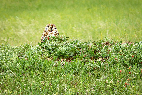 Burrowing Owl 3 - June 11, 2023 Wind Cave National Park South Dakota