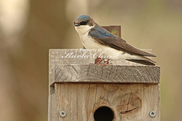 Tree Swallow 3- April 16, 2016 Morris Wetland Management District