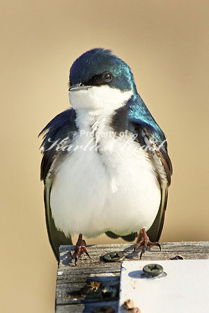 Tree Swallow 12  - May 7, 2018 Horicon National Wildlife Refuge Wisconsin