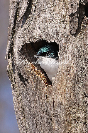 Tree Swallow 9  - May 6, 2018 Horicon National Wildlife Refuge Wisconsin