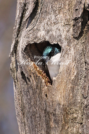 Tree Swallow 8  - May 6, 2018 Horicon National Wildlife Refuge Wisconsin