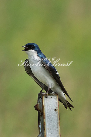Tree Swallow 6 - June 16, 2017 Madison Wetland Management District South Dakota