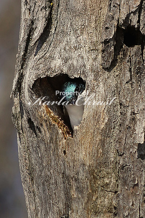 Tree Swallow 10  - May 6, 2018 Horicon National Wildlife Refuge Wisconsin