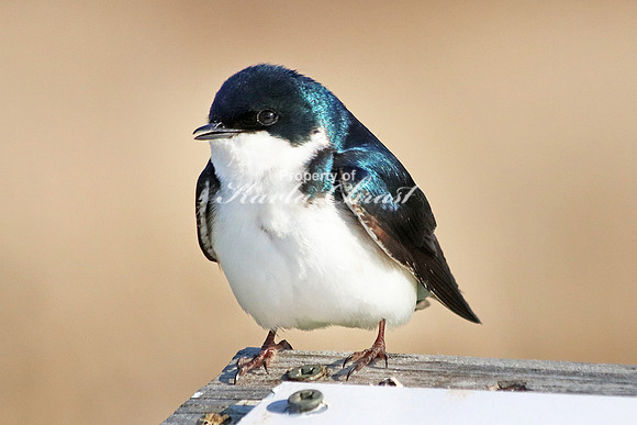 Tree Swallow 13  - May 7, 2018 Horicon National Wildlife Refuge Wisconsin