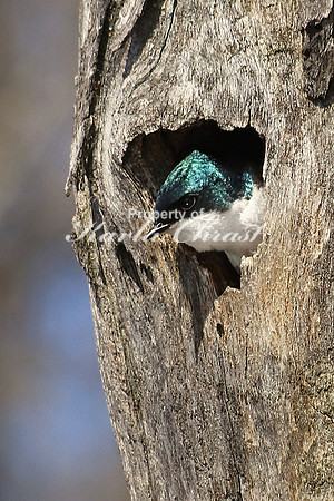 Tree Swallow 7  - May 6, 2018 Horicon National Wildlife Refuge Wisconsin
