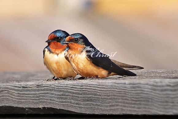Barn Swallow 1  - May 6, 2018 Horicon National Wildlife Refuge Wisconsin