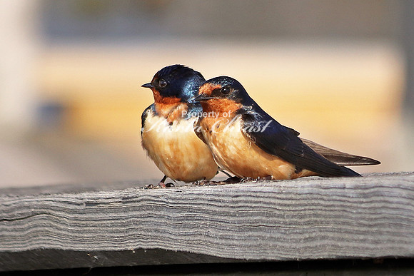 Barn Swallow 2  - May 6, 2018 Horicon National Wildlife Refuge Wisconsin