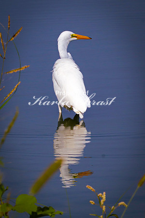 Great Egret 6 - September 1, 2023 Oakwood Lakes State Park South Dakota