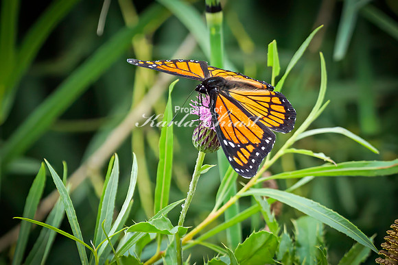 Viceroy 1 - August 17, 2024 - Casey Jones State Trail Minnesota
