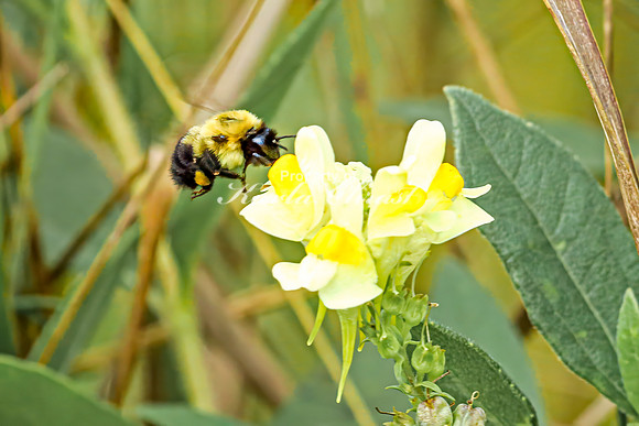 Bumble Bee 26 - August 17, 2024 - Casey Jones State Trail Minnesota