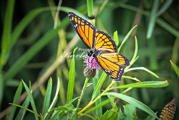 Viceroy 4 - August 17, 2024 - Casey Jones State Trail Minnesota