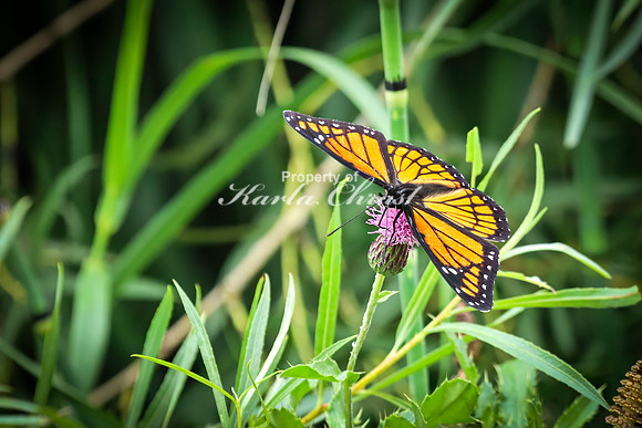 Viceroy 5 - August 17, 2024 - Casey Jones State Trail Minnesota