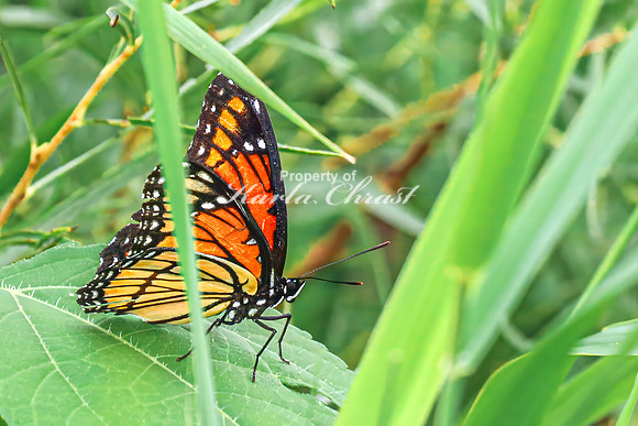 Viceroy 10 - August 17, 2024 - Casey Jones State Trail Minnesota