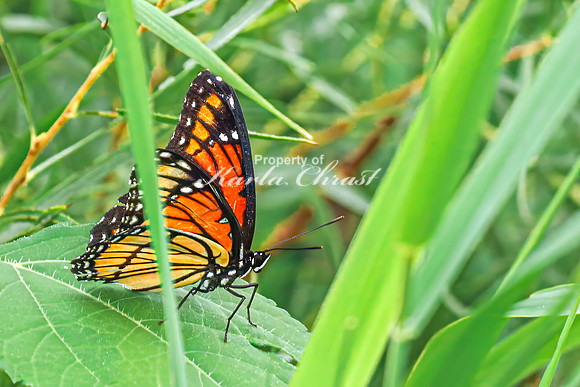 Viceroy 11 - August 17, 2024 - Casey Jones State Trail Minnesota