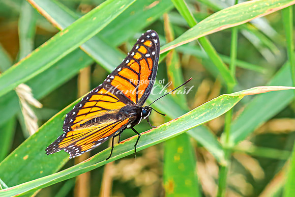 Viceroy 13 - August 17, 2024 - Casey Jones State Trail Minnesota