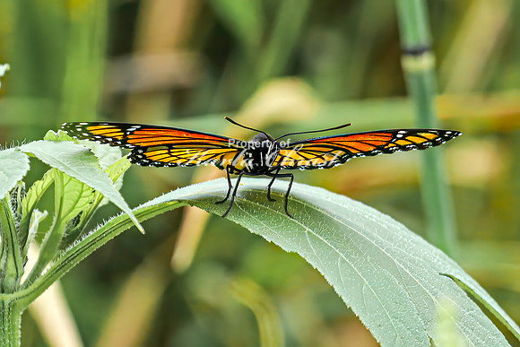 Viceroy 14 - August 17, 2024 - Casey Jones State Trail Minnesota