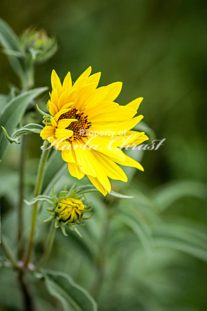 Sunflower 50 - August 17, 2024 - Casey Jones State Trail Minnesota