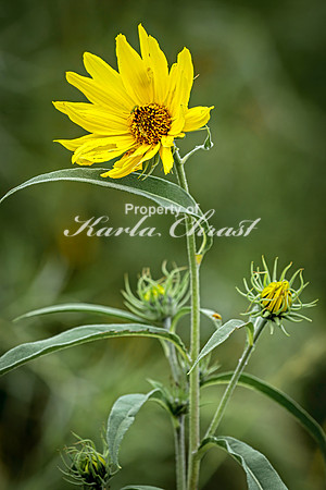 Sunflower 52 - August 17, 2024 - Casey Jones State Trail Minnesota
