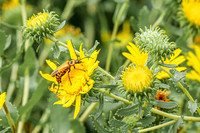 Goldenrod Beetle 1 - August 17, 2024 - Casey Jones State Trail Minnesota