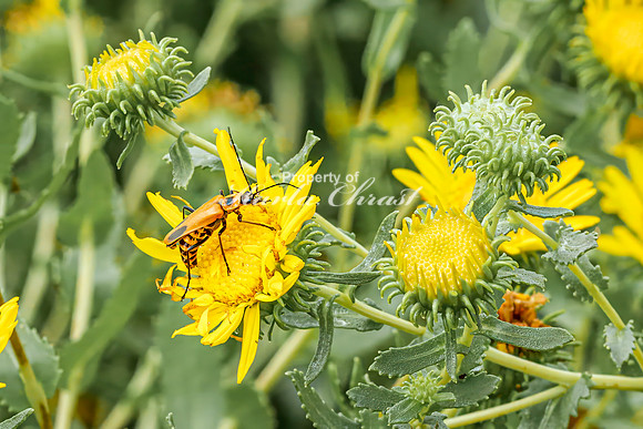 Goldenrod Beetle 1 - August 17, 2024 - Casey Jones State Trail Minnesota