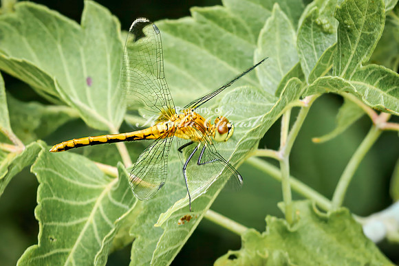 White-faced Meadowhawk 6- August 17, 2024 - Casey Jones State Trail Minnesota