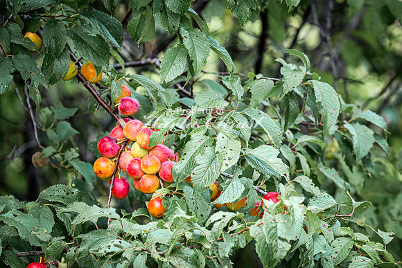 Plum 4 - August 17, 2024 - Casey Jones State Trail Minnesota