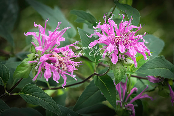 Wild Bergamot 16 - August 17, 2024 - Casey Jones State Trail Minnesota