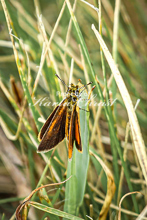 Skipper 10 - August 17, 2024 - Casey Jones State Trail Minnesota
